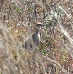 Cursorius temminckii