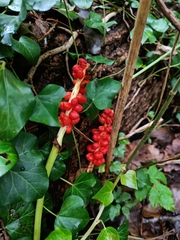 Arum maculatum