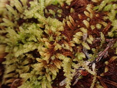 Hypnum dieckii