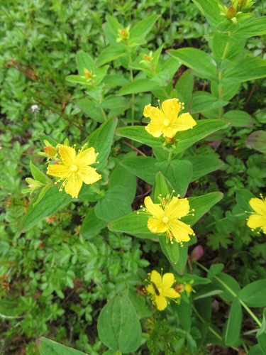 Hypericum kamtschaticum (Hypericum kamtschaticum)