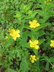 Hypericum kamtschaticum