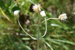 Erigeron glabellus pubescens