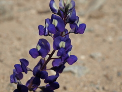 Lupinus odoratus