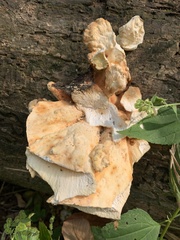 Bresadolia craterella