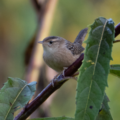 Cistothorus stellaris