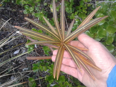 Pseudopanax linearis