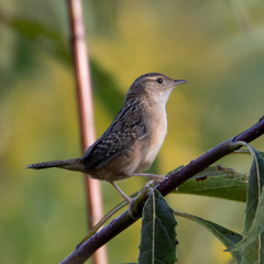 Cistothorus stellaris