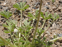 Lupinus odoratus