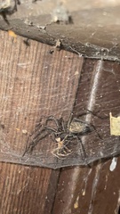 Eratigena atrica