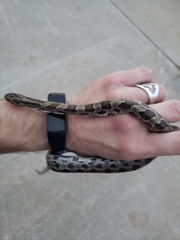 Lampropeltis calligaster