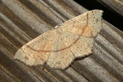 Cyclophora punctaria