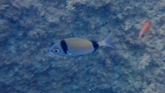 Diplodus vulgaris