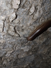 Pachyiulus flavipes