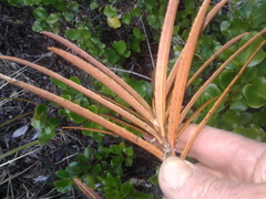 Pseudopanax linearis
