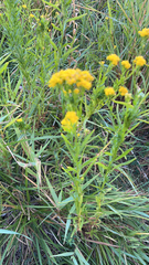 Euthamia occidentalis