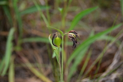 Fritillaria affinis