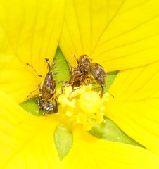 Austronanodes nigrovarius