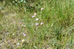 Erigeron glabellus pubescens