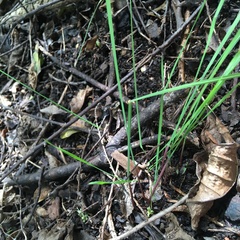 Crocosmia × crocosmiiflora