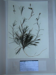 Potamogeton strictifolius