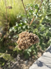 Achillea filipendulina
