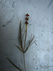 Potamogeton strictifolius