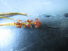 Potamogeton strictifolius