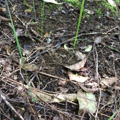 Crocosmia × crocosmiiflora