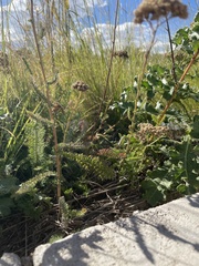 Achillea filipendulina