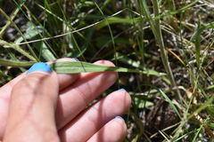 Erigeron glabellus pubescens