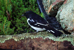 Melanodryas cucullata