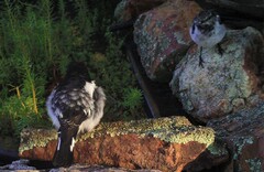 Melanodryas cucullata