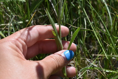 Erigeron glabellus pubescens
