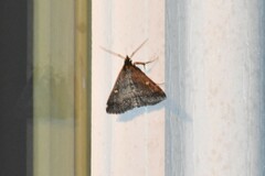 Tetanolita mynesalis