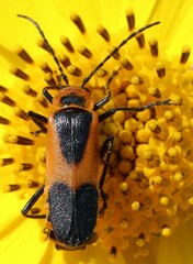 Chauliognathus basalis