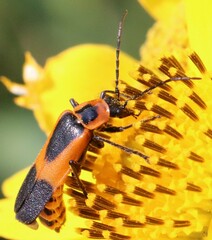 Chauliognathus basalis