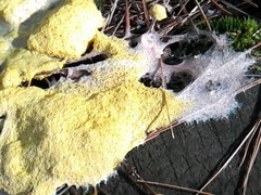 Fuligo septica