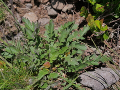 Coincya monensis cheiranthos