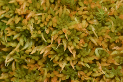 Sphagnum