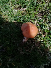 Cuphophyllus pratensis