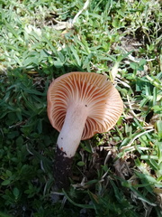 Cuphophyllus pratensis