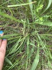 Erigeron glabellus pubescens