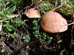 Cuphophyllus pratensis