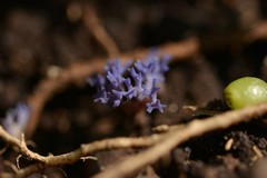 Ramariopsis pulchella