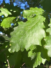 Quercus bicolor