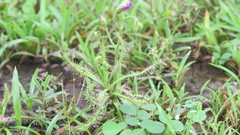 Drosera indica