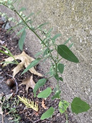 Chenopodium album