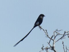 Lanius melanoleucus
