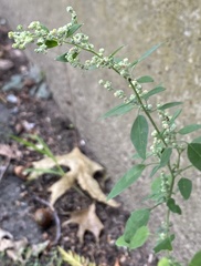 Chenopodium album