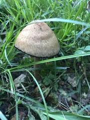 Agaricineae